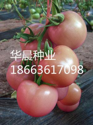 欧特粉(荷兰)