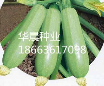 绿雪