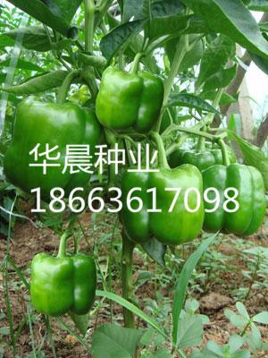 凯特（荷兰）