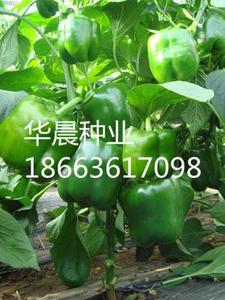 欧雅F1（荷兰）