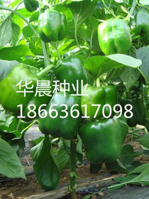 欧雅F1（荷兰）