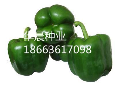 娜比特F1(荷兰)