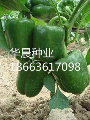 斯威特F1（荷兰）