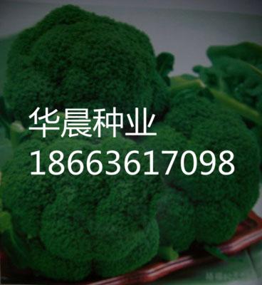 怀特